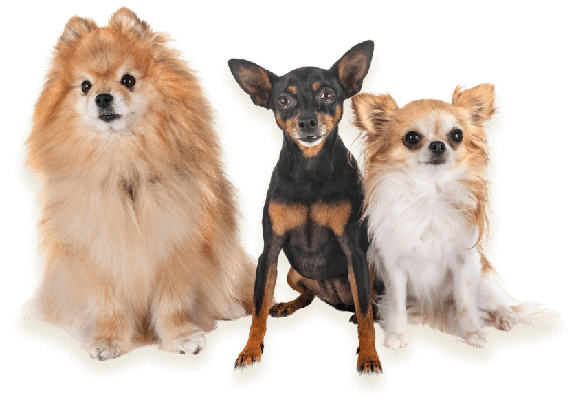 pension canine Isere